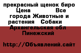 прекрасный щенок биро › Цена ­ 20 000 - Все города Животные и растения » Собаки   . Архангельская обл.,Пинежский 